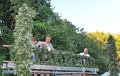Binden am Donnerstag 069